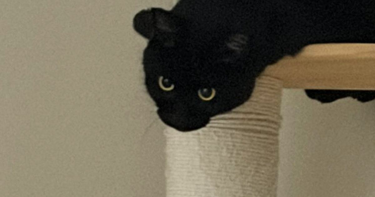キャットタワーの上にいる黒猫を見たら…もはや別の生き物のような『まさかの光景』に「オタマジャクシｗ」「ギリなまこ」と３万いいね
