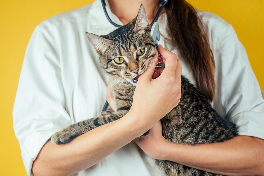 備えあれば憂いなし！「猫のための家庭の医学」の内容とは？