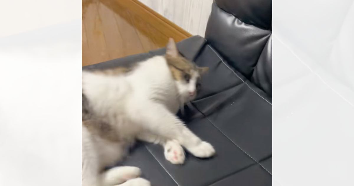 ソファーに横になろうとして滑り落ちた猫→次の瞬間…まさかの反応が138万再生「愛おしすぎるｗｗｗ」「飼い主のせいだと思ってそうｗ」