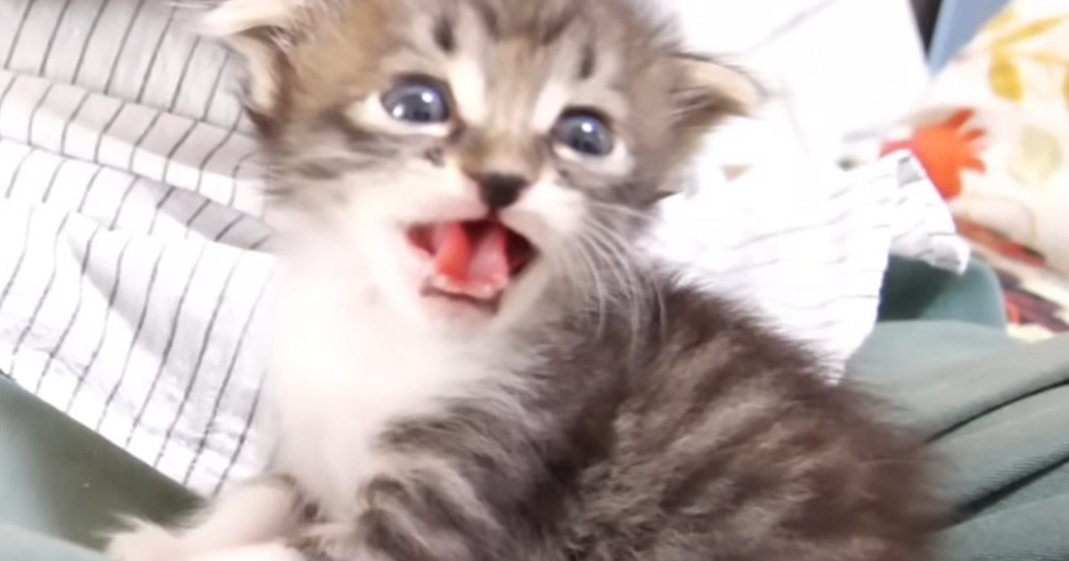 ミルクを待ちきれない『赤ちゃん猫』…とんでもなく尊い『全力アピール』に「本当にたまらない」「ご飯３杯はいけるｗ」と悶絶の声