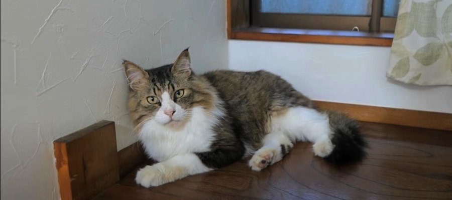 突然の雷雨！慣れっこ猫ちゃんの可愛い落ち着かせ方