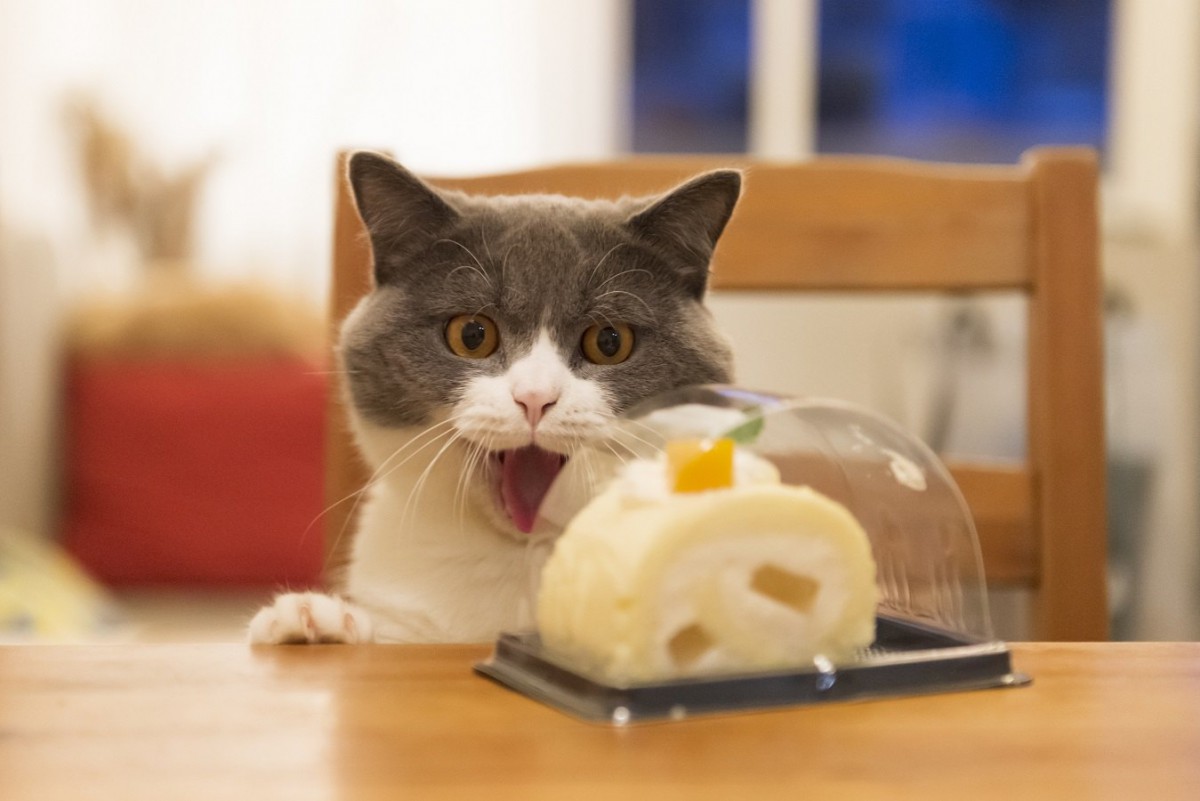 猫が飼い主の食べ物を欲しがる心理３選！やめてもらうための対策は？