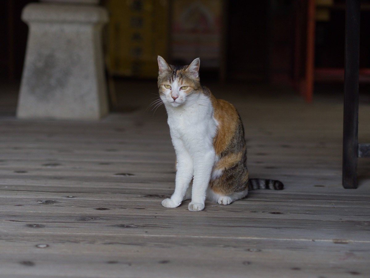 【夏の風物詩】猫が出てくる怪談３選【納涼】