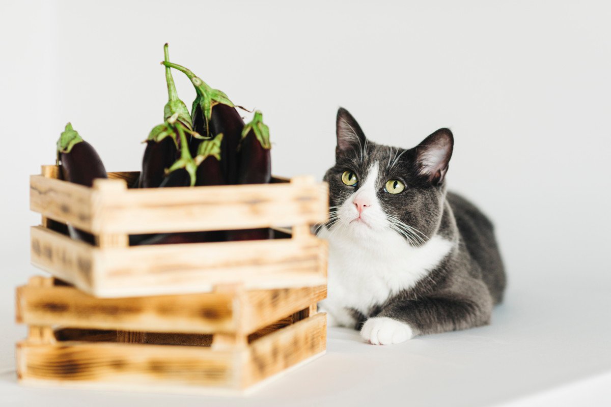 「食欲の秋」が愛猫の命取りに…猫には毒になる秋の食べ物4つ