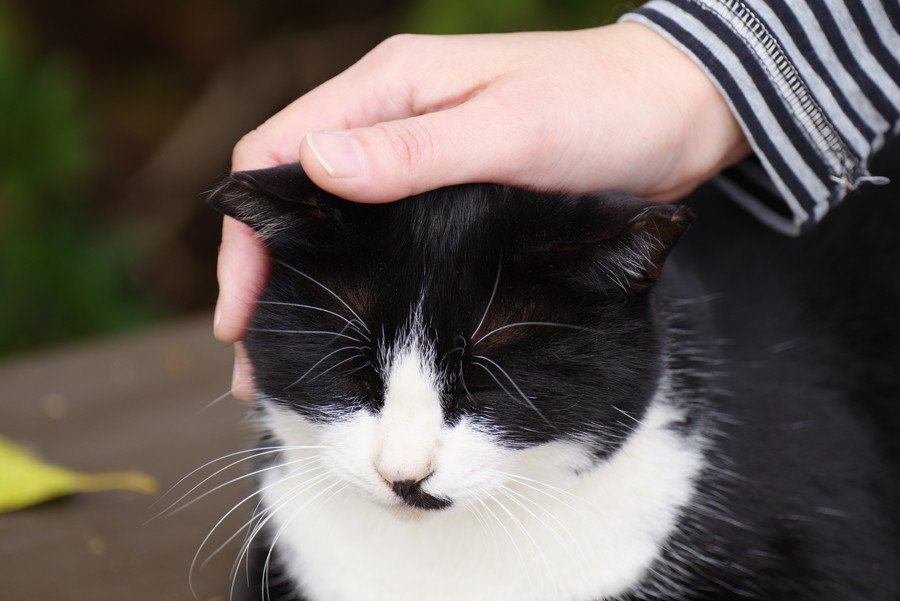 猫にしちゃダメ！実はありがた迷惑なこと５つ