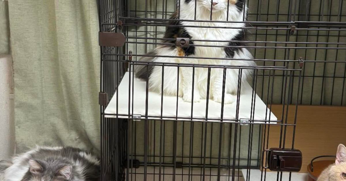 『あ、可愛い！』と思って『集合していた猫たち』を撮った結果…まさかの『衝撃的な表情』に「メンチ切ってる感好きｗ」「何があったｗ」