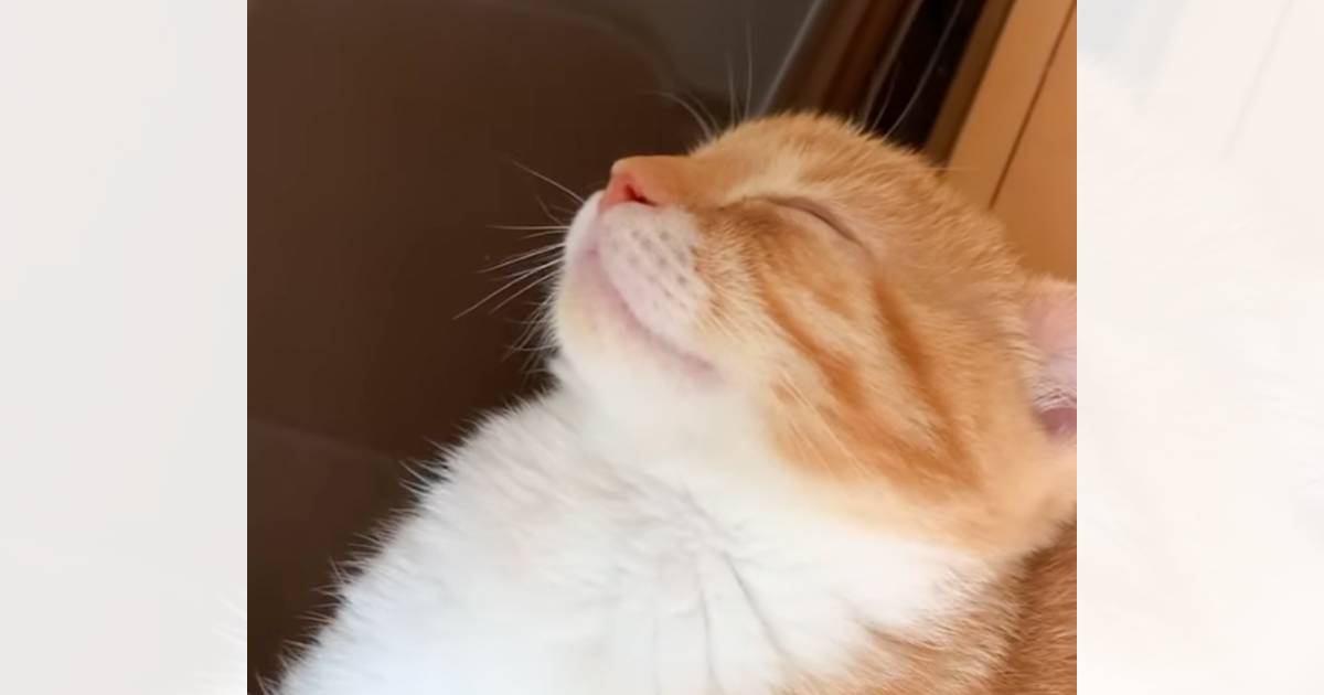 すやすやとお昼寝していた子猫→『まさかの場所』で…笑わずにはいられない光景に1万7000いいね「すごい体勢ｗ」「首が痛くないのかなｗ」