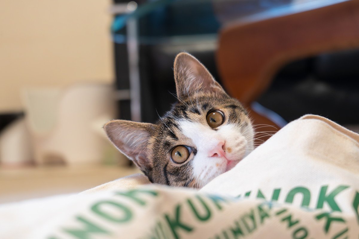猫を絶対振り向かせることができる『魔法の言葉』6選　なかには苦手なあのワードも？