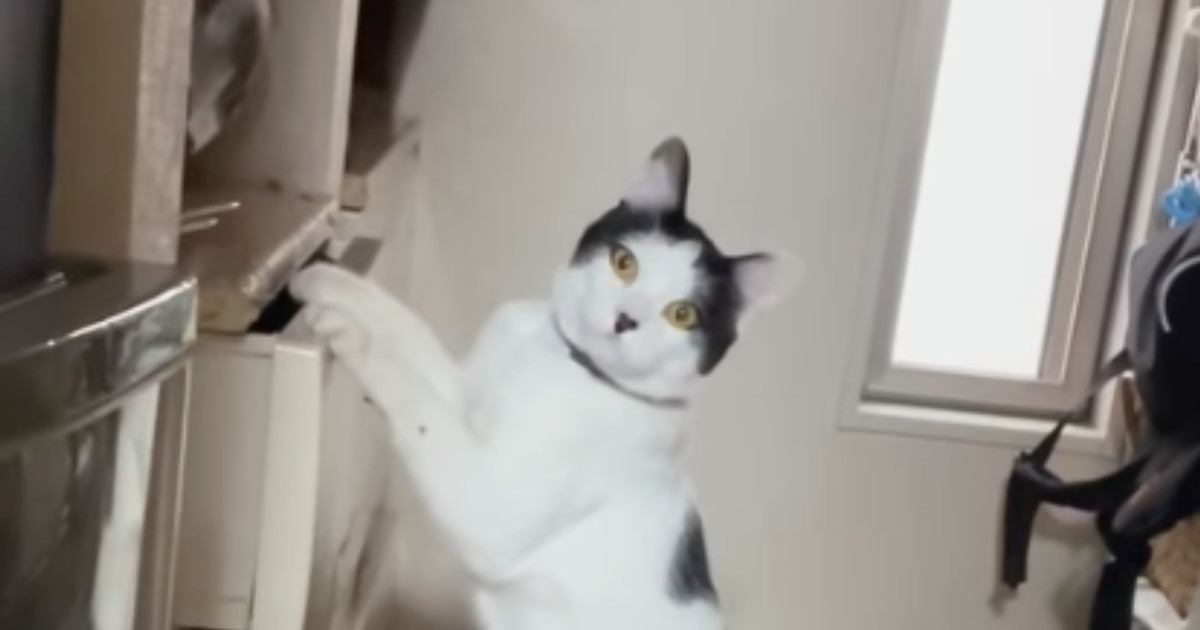 タンスを漁っていた猫→飼い主と目が合った次の瞬間…『まさかの展開』に「声出ちゃったｗ」「マンガみたいｗ」と笑ってしまう人が続出