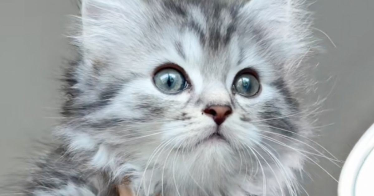 『たった1か月』で激変……猫の毛色が大きく変わった『衝撃のビフォーアフター』が170万再生「ブルベからイエベになった」「変わりすぎ」