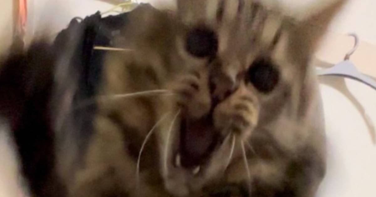 猫じゃらしを使用して遊んでいたら…飼い主さんが恐怖を覚えた『まさかの瞬間』が87万表示「バスの中で見なくて良かったｗ」「猛獣がおる」