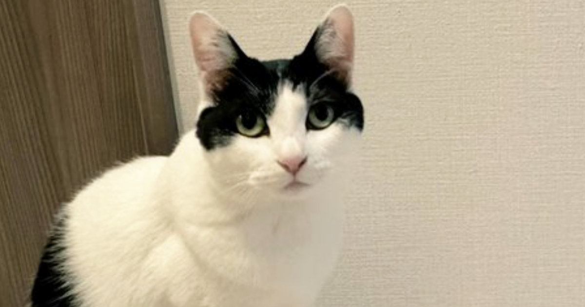 『私の作品です』自慢げにカメラを見つめる猫→『後ろの壁』を見ると……笑ってしまう光景に「ニャンクシー」「芸術家発見ｗ」と話題