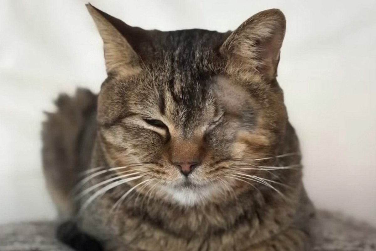 寒い寒い雪の中で"路上にうずくまっていた猫"を保護した結果…思わず感動の"エピソード"に反響続々「胸が熱くなる」「幸せになってね」