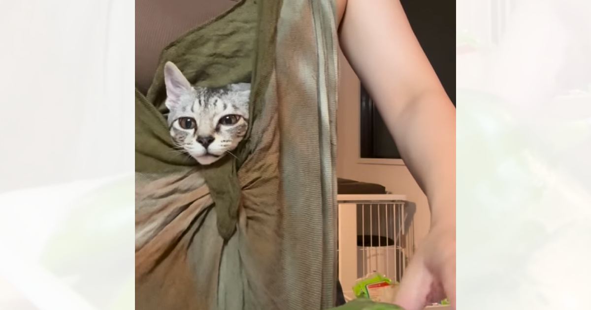 料理中のママと一緒にいたい子猫→『抱っこ紐』に入れてみると…思わず二度見の『可愛すぎる光景』が43万再生「変な声出た」「羨ましい」