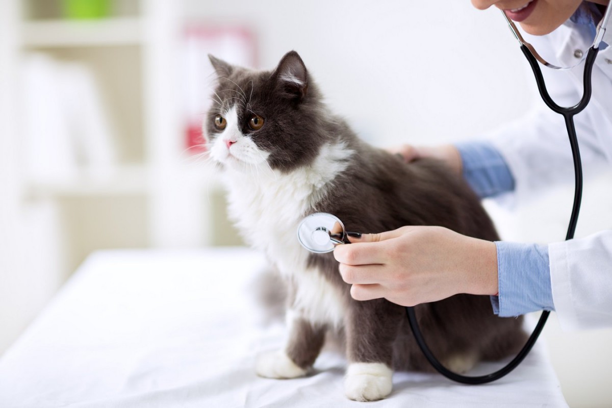 猫の『てんかん』症状3つ！原因や治療方法を徹底解説