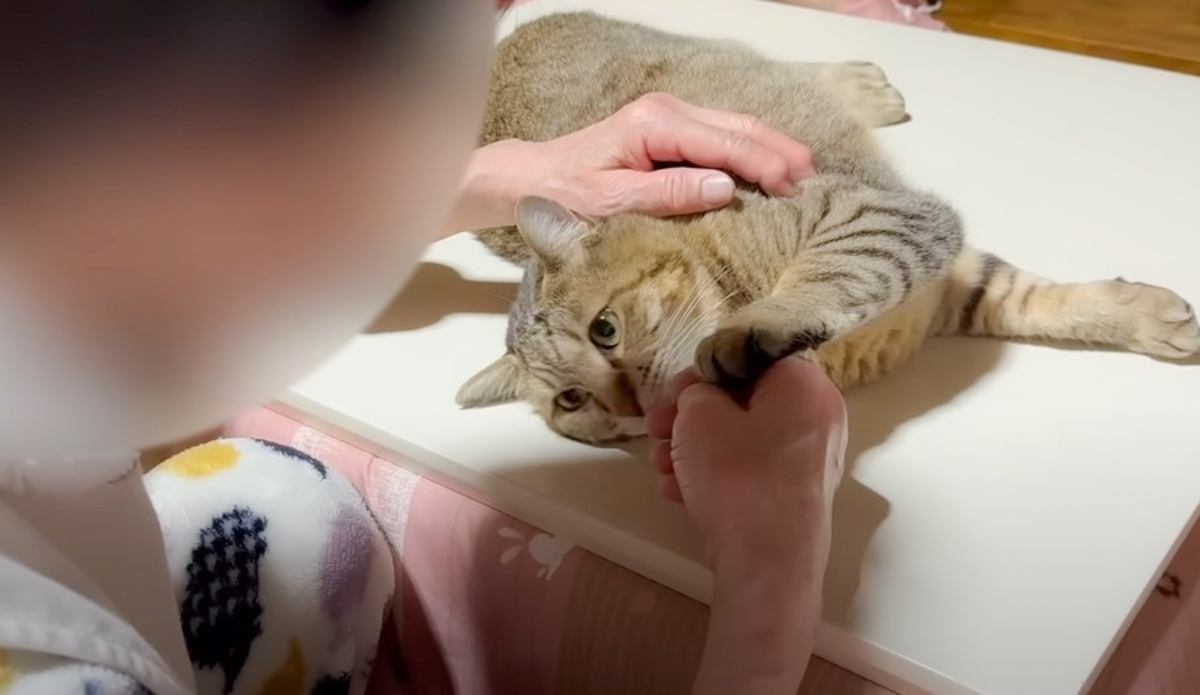 ばあばのことが好きすぎる元野良猫→まさかの『可愛すぎる行動』に……「穏やかな気持ちに」「一日の疲れが吹っ飛んだ」と癒やされる人続出