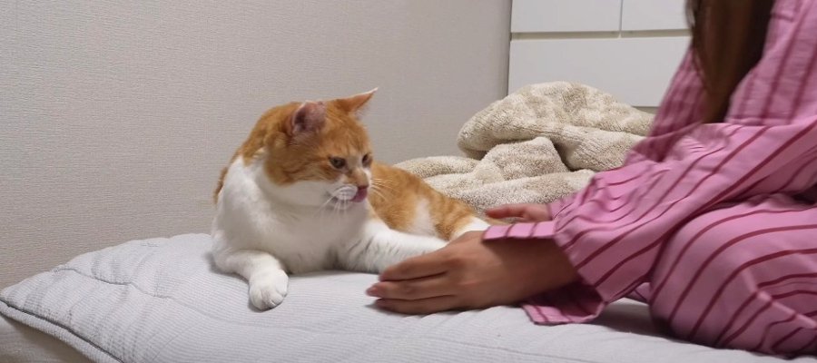 判明！寝不足の原因は猫ちゃんだった？！