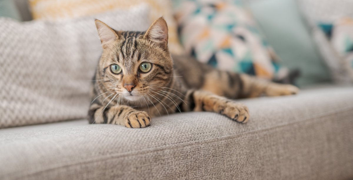 猫が突然『フリーズ』するときの理由5選　ピタッと止まるのはなぜ？不思議な行動の意味とは