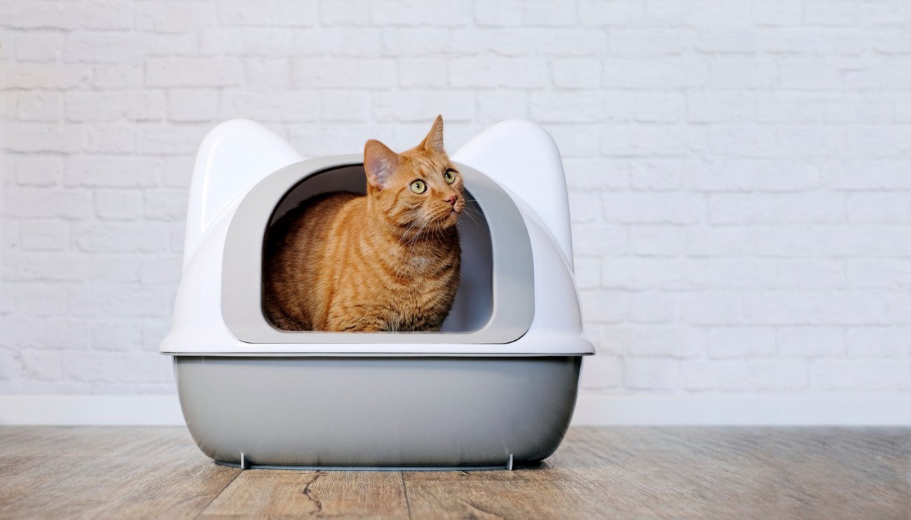 愛猫の便秘が『長期化したら危険信号』巨大結腸症の診断と治療の現実を獣医師が解説