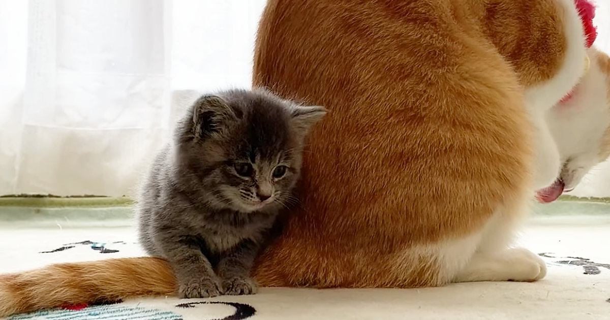 先住猫のことが大好きになった保護子猫…ぴったりとくっつき続ける『尊い光景』が179万再生「健気で可愛すぎる」「本当に離れないｗ」
