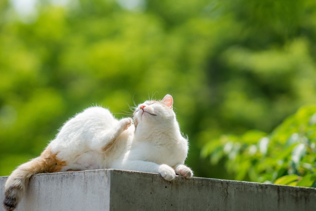 猫にカビ？皮膚真菌症とは