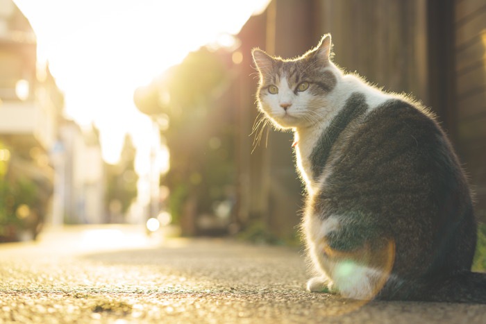 猫の胸水とは？症状や原因、抜き方や治療の方法