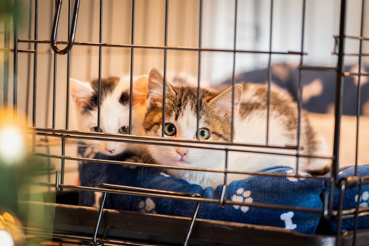 愛猫のために『ケージ』を設置するメリット3つ　活用できるタイミングや注意すべきことまで