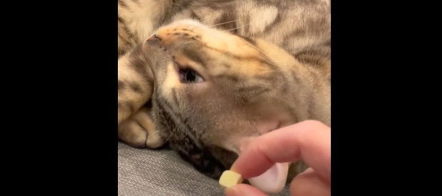 食いしん坊な猫ちゃんの恐るべき嗅覚にご注目！