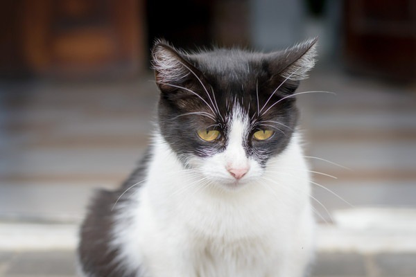 猫を飼えなくなったら『新しい家族を探す方法』と『やってはいけない事』