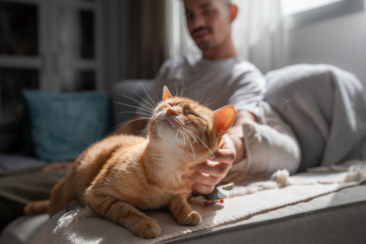 猫が『愛情不足』になっているサイン5選　どのように解消すればいいの？改善策もご紹介