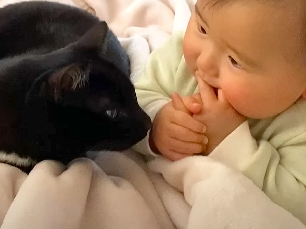 『まさかこんなに仲良くなるなんて…』猫と赤ちゃんが一緒に暮らした結果→『本当の兄弟のような姿』に「素敵な関係」「優しいお兄ちゃん」