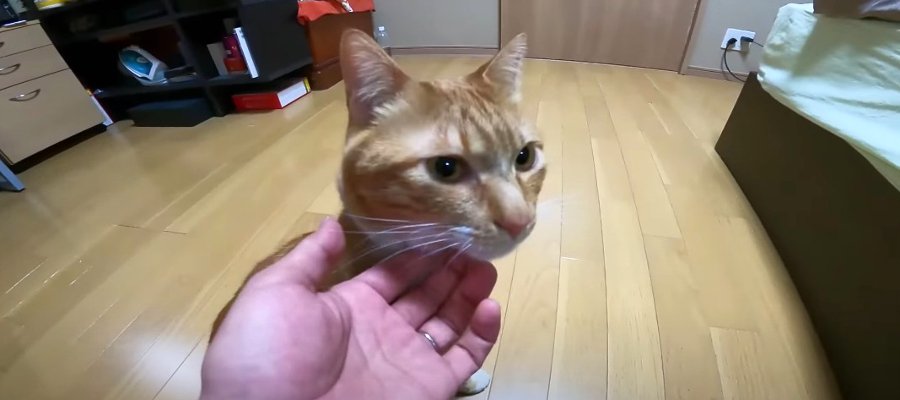 「来たよ！」　定期的にパパのお部屋に来る元保護猫。ラブラブモードで甘える姿が胸キュン♡