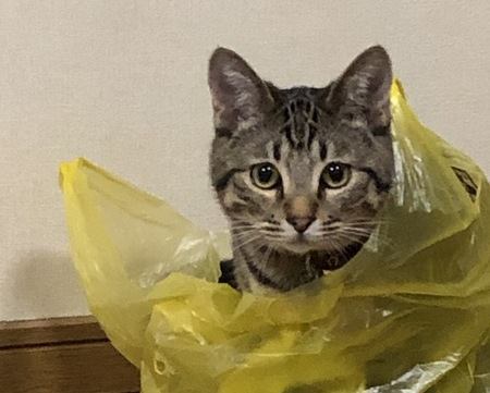 【あるある】やらかし猫の犯行現場５つ