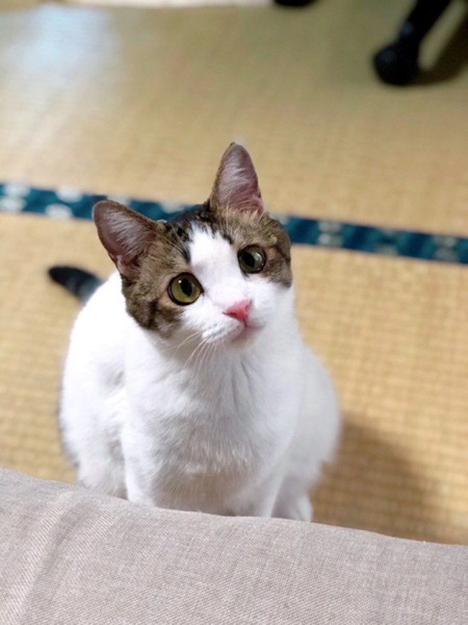 猫はブロッコリーを食べても大丈夫？与えるときの注意点３つ 