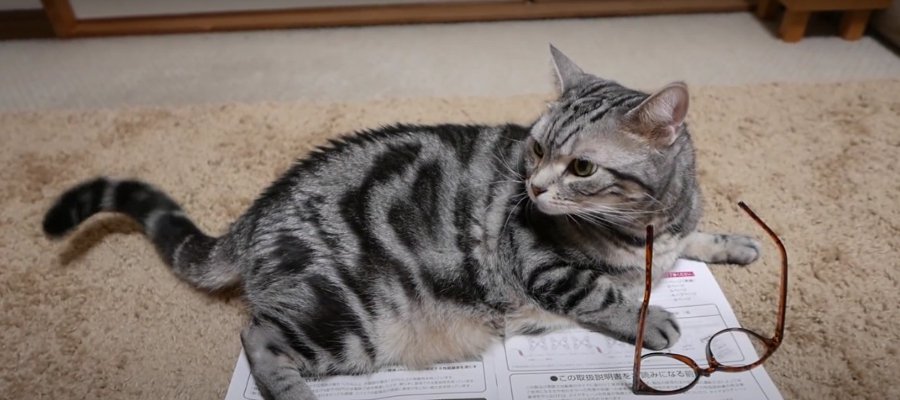 猫ちゃん召喚！取扱説明書で猫ホイホイ？