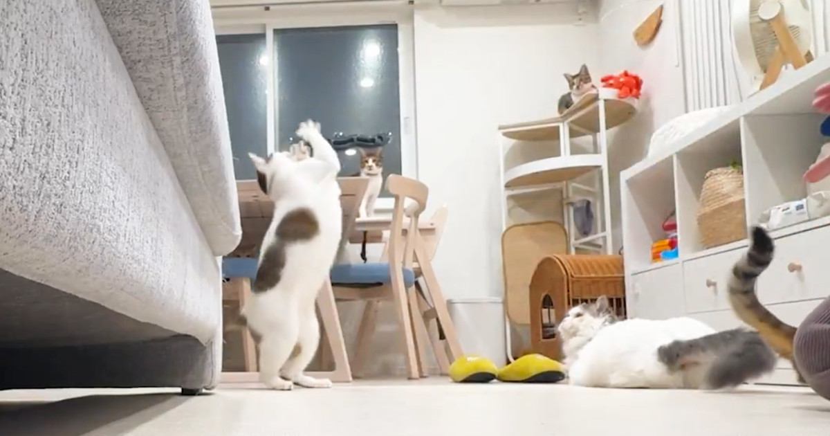 猫を多頭飼いしている人のリアルな日常…『情報量が多すぎる光景』に「色々と忙しいｗ」「想像以上で笑った」「やばいｗ」と２万いいね