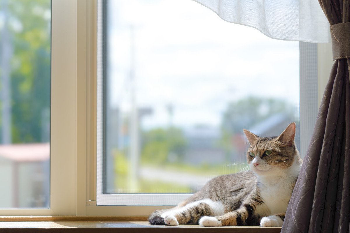 猫は『お留守番が得意』って本当？安全に過ごしてもらうための注意ポイント5つ
