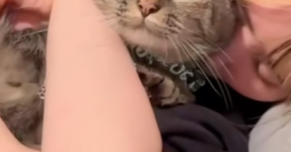 飼い主さんに抱きしめられている猫→『表情』を見てみたら……思わず吹き出す光景が25万再生「捕まってるｗｗ」「悟り開いてて笑った」