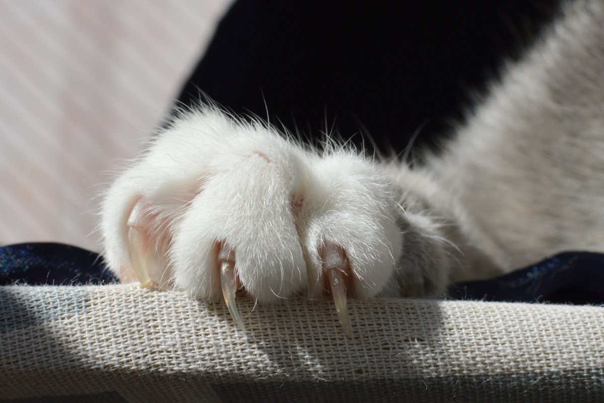 人間の命に関わる『猫ひっかき病』とは？油断できない理由や傷を負ったときの適切な対処法