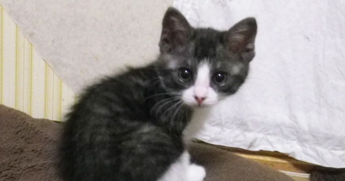 きゅるきゅるお目目だった子猫が、11年後……衝撃のビフォーアフターに「修羅場をくぐってきた感あるｗ」「大ボス出てきたｗｗ」と爆笑の声