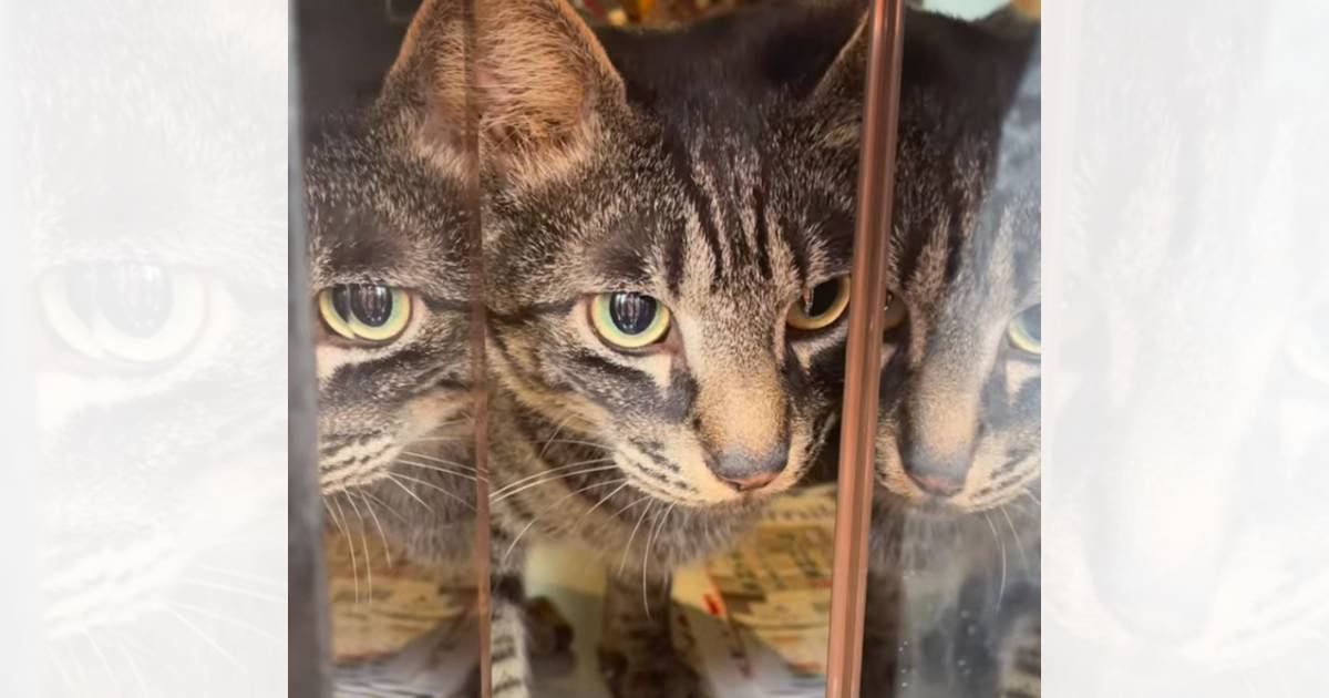 出社しなきゃなのに…外からポストを覗いてみると→猫の『可愛すぎる行動』が146万再生「勢い凄くて笑った」「マッハ4くらい出てる」
