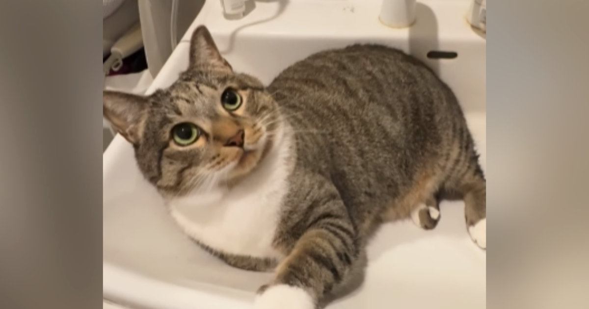 洗面台の上からどかない猫→水を出してみた結果…微笑ましすぎる光景が750万再生の大反響「ニヤニヤしちゃうやつｗ」「強い意志を感じる」