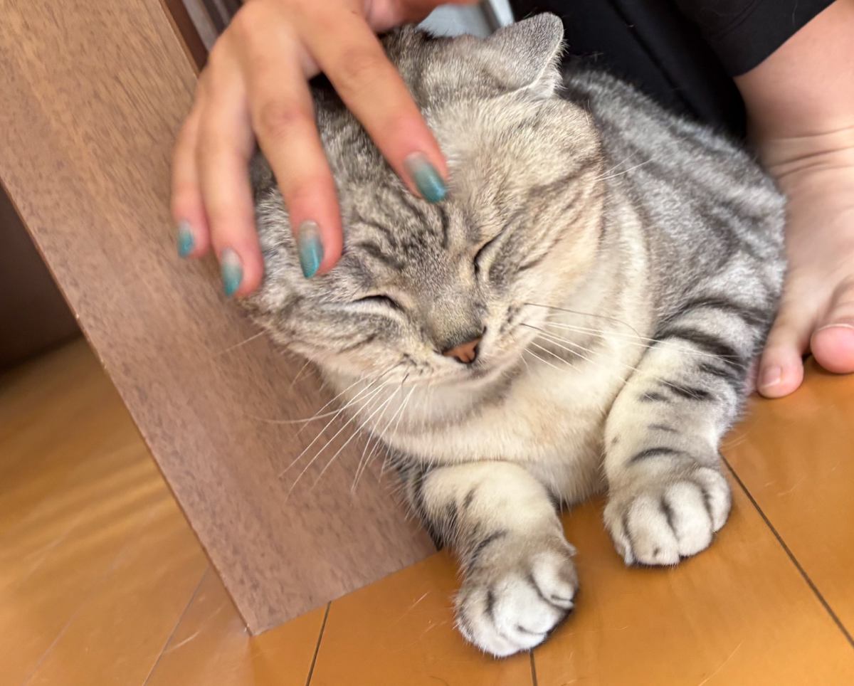 娘に撫でられているときはニッコニコの猫→ママが撫でると…想像以上の"違い"が笑えると63万表示「別猫かと思ったｗ」「差がでまくりｗ」