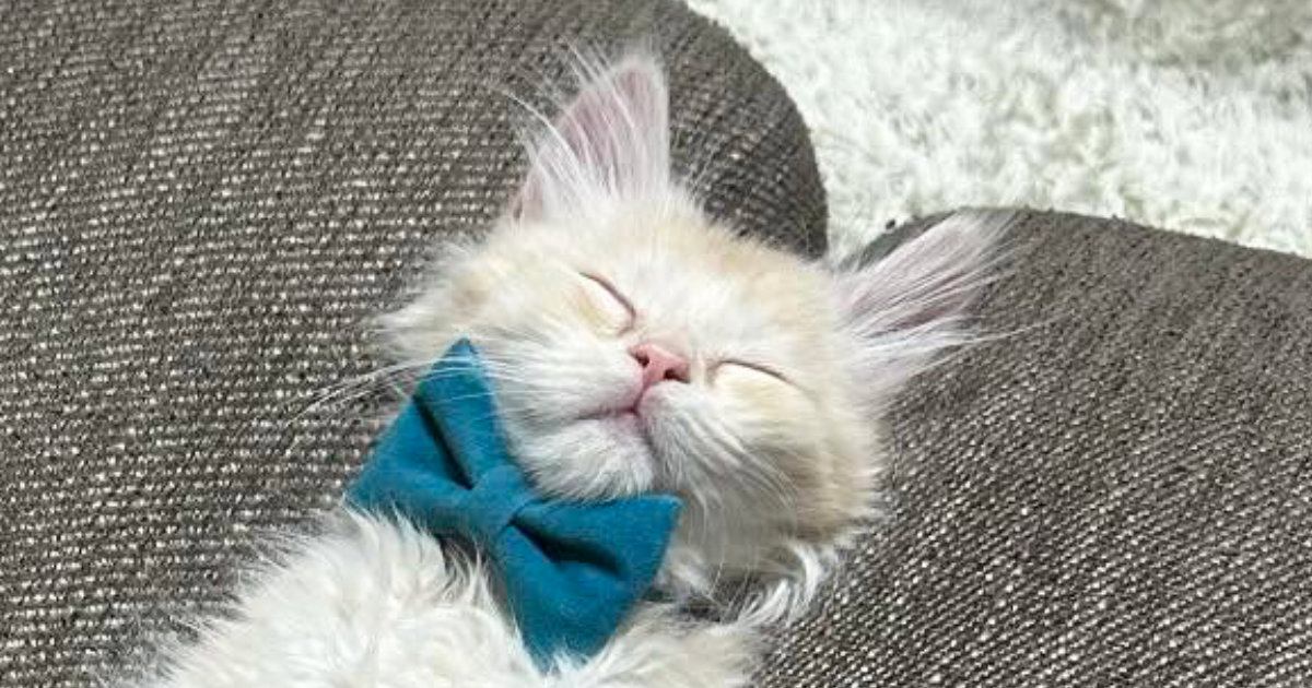 ソファの溝にすっぽりとハマりながら『爆睡する子猫』→たまらなく可愛い『寝相』に「たまらーーーん」「癒しでしかない」と笑顔になる人続出