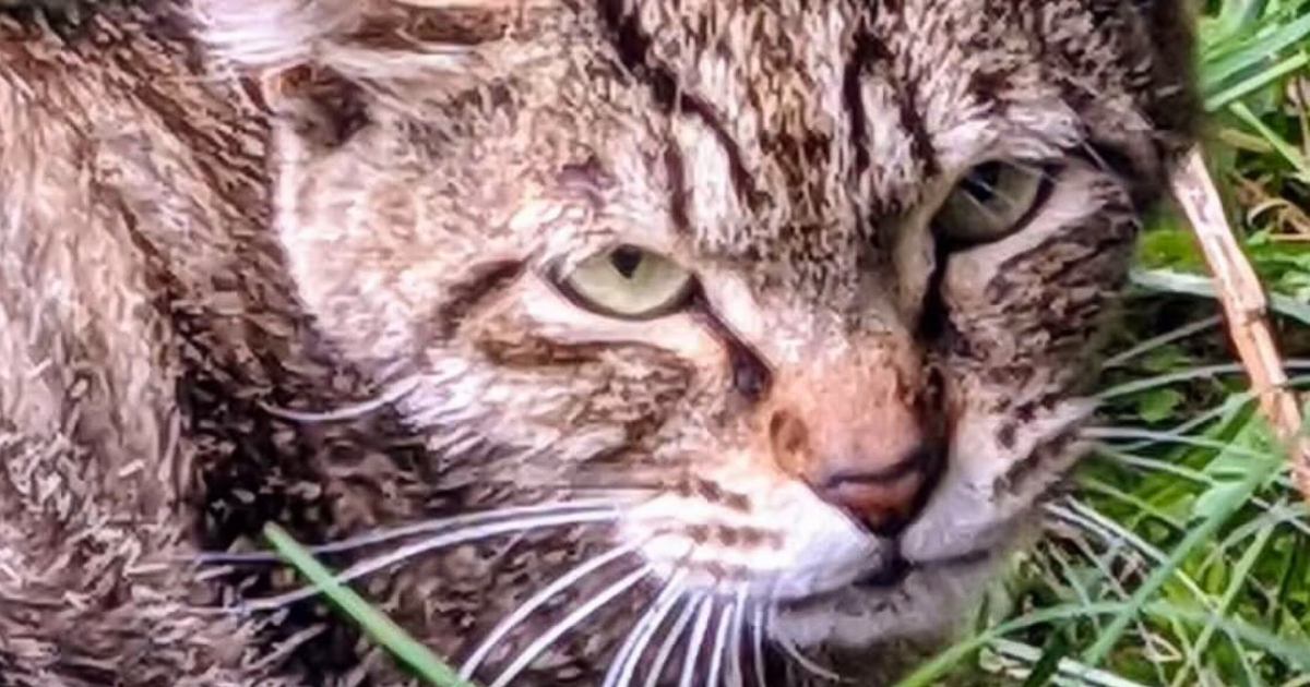 『野良時代は目つきが鋭かった猫』が、現在…『同じ猫とは思えない』劇的すぎるビフォーアフターに「信じられない」「愛されると若返るのね」