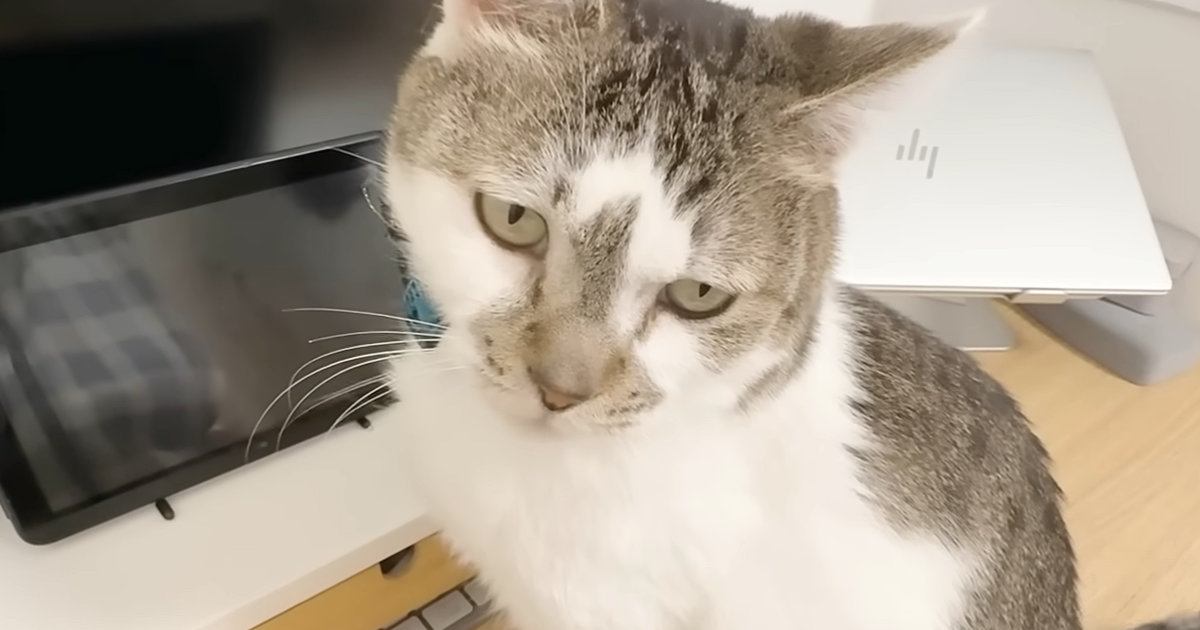 いつも家にいるパパがいない日、『愛猫たち』は…可愛すぎる行動と『帰宅後の様子』に癒される人が続出「大好きなんだね」「されるがままｗ」