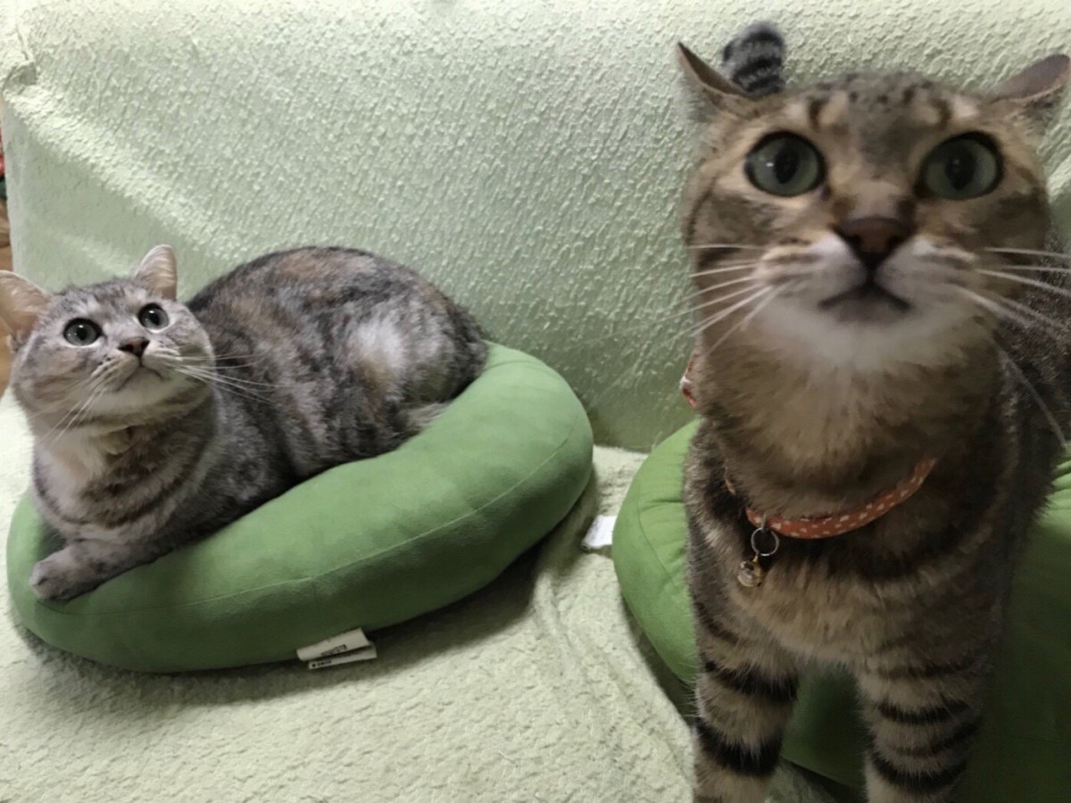 いつの間にか似てくる？！多頭飼いだから分かる猫の秘密