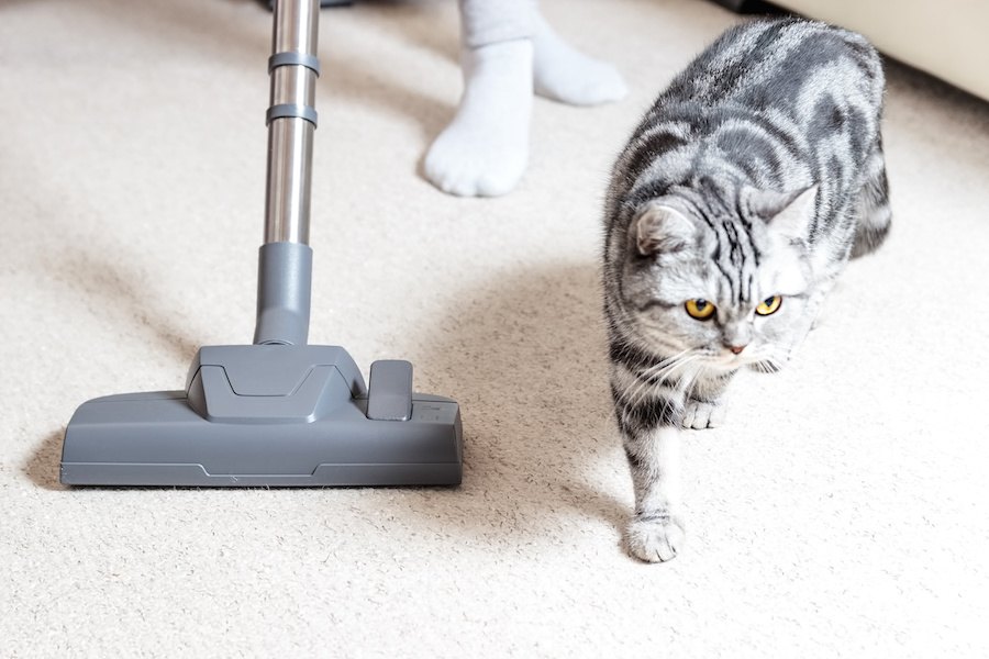 猫がほこりを食べちゃった！誤飲の対処法やしつけ方など