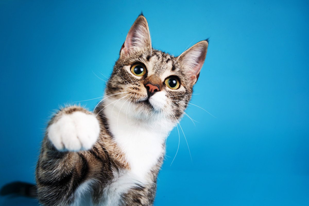 猫が『猫パンチ』をするときの理由3つ　怒っているとは限らない？気持ちの見分け方と対処法も