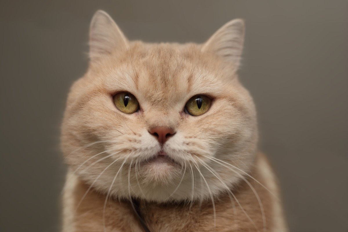 『マンション』でも飼いやすい猫種4選　向いている理由から環境づくりのポイントまで